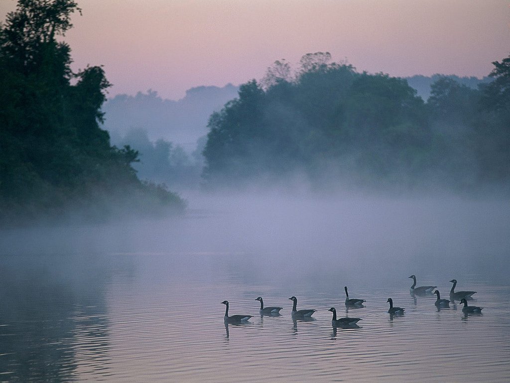 In the Morning Mist, Canada Geese